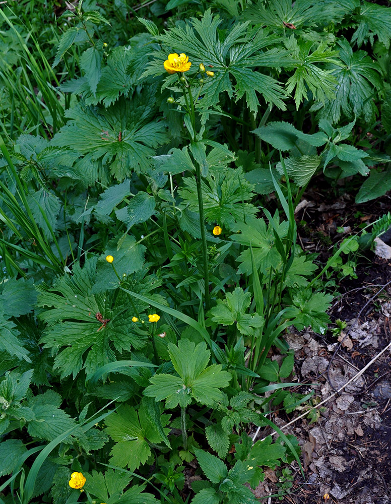 Изображение особи Ranunculus grandifolius.