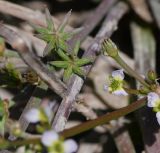 Damasonium alisma