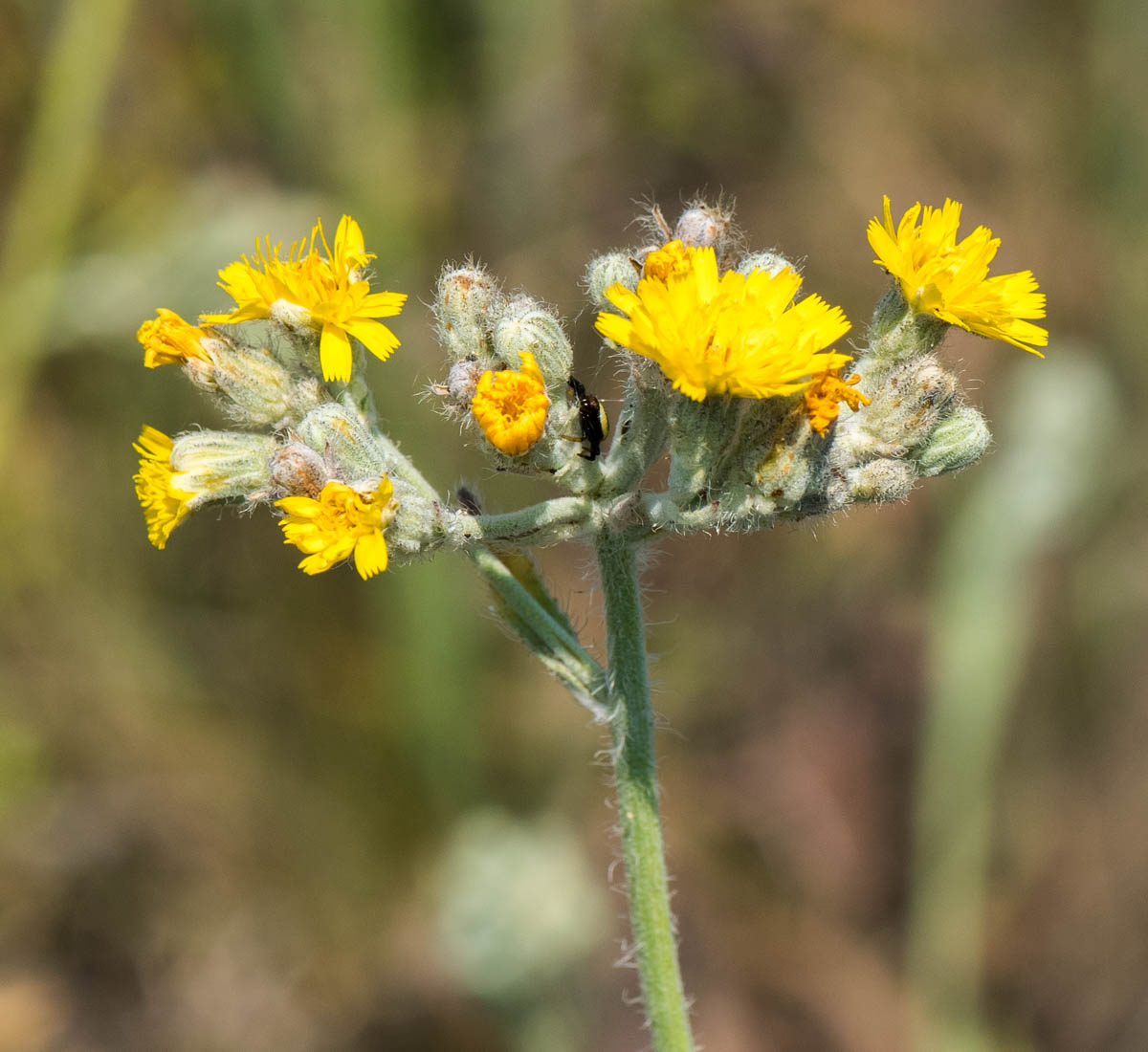 Image of Pilosella echioides specimen.