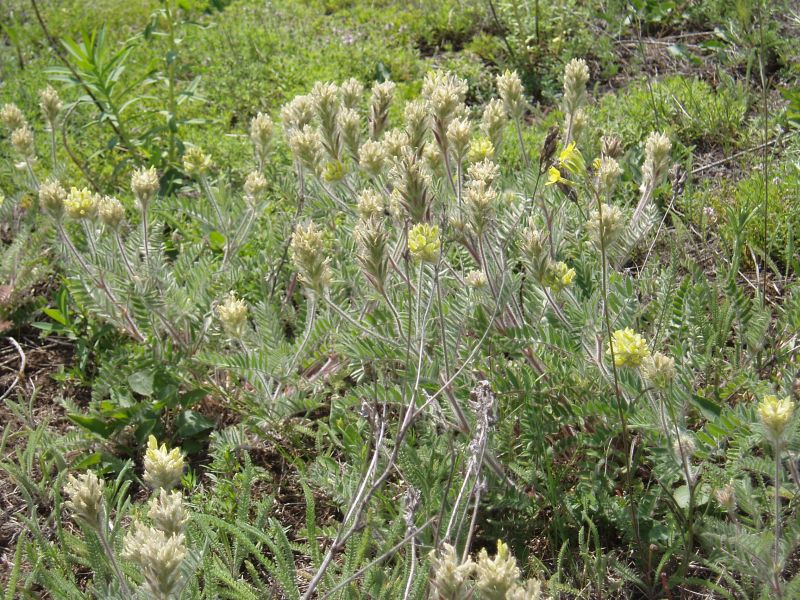 Image of Oxytropis pilosa specimen.