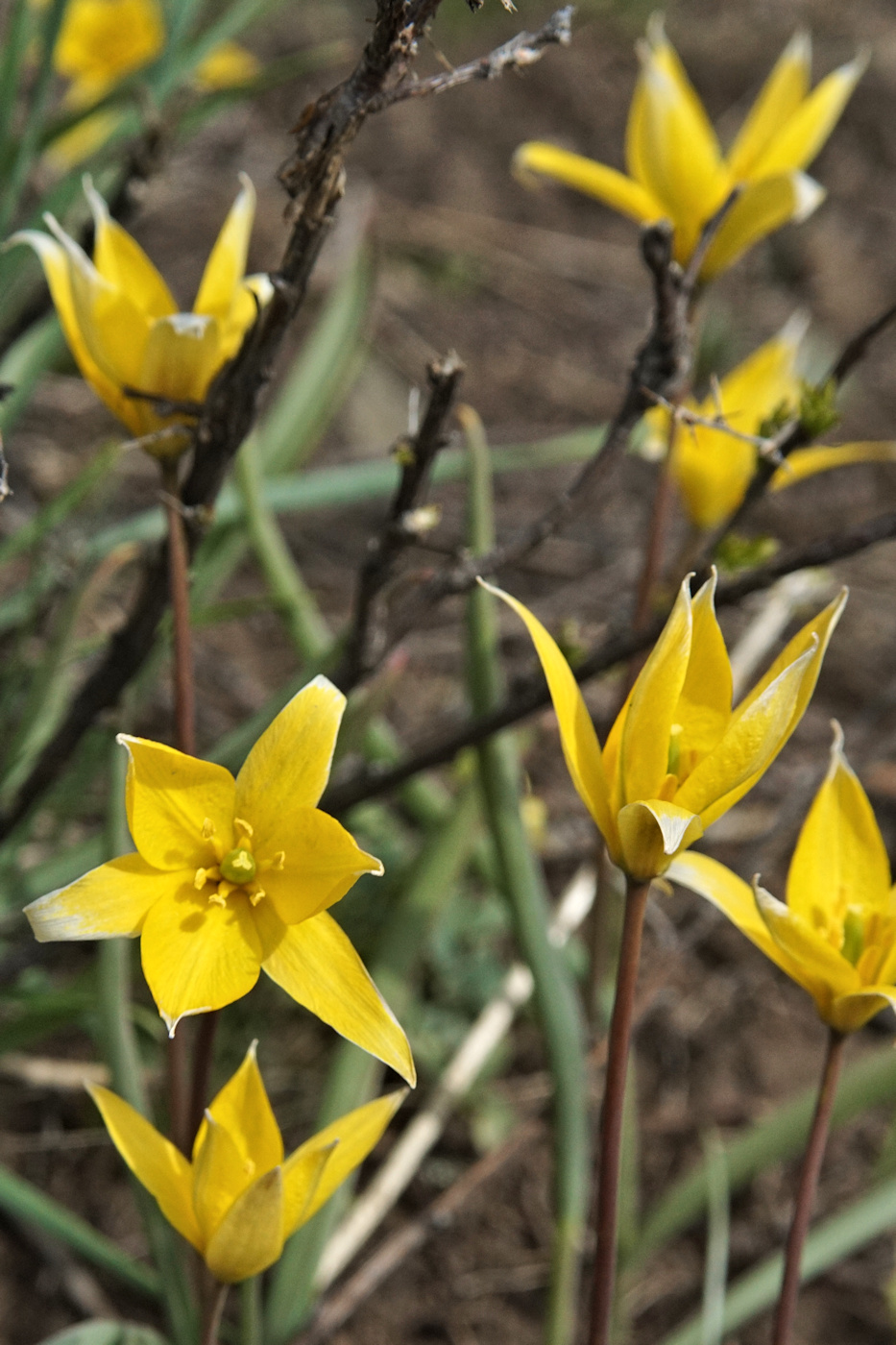 Изображение особи Tulipa biebersteiniana.