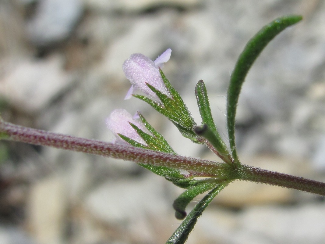 Изображение особи Satureja hortensis.