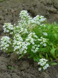 Lobularia maritima