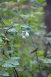 Symphoricarpos albus var. laevigatus