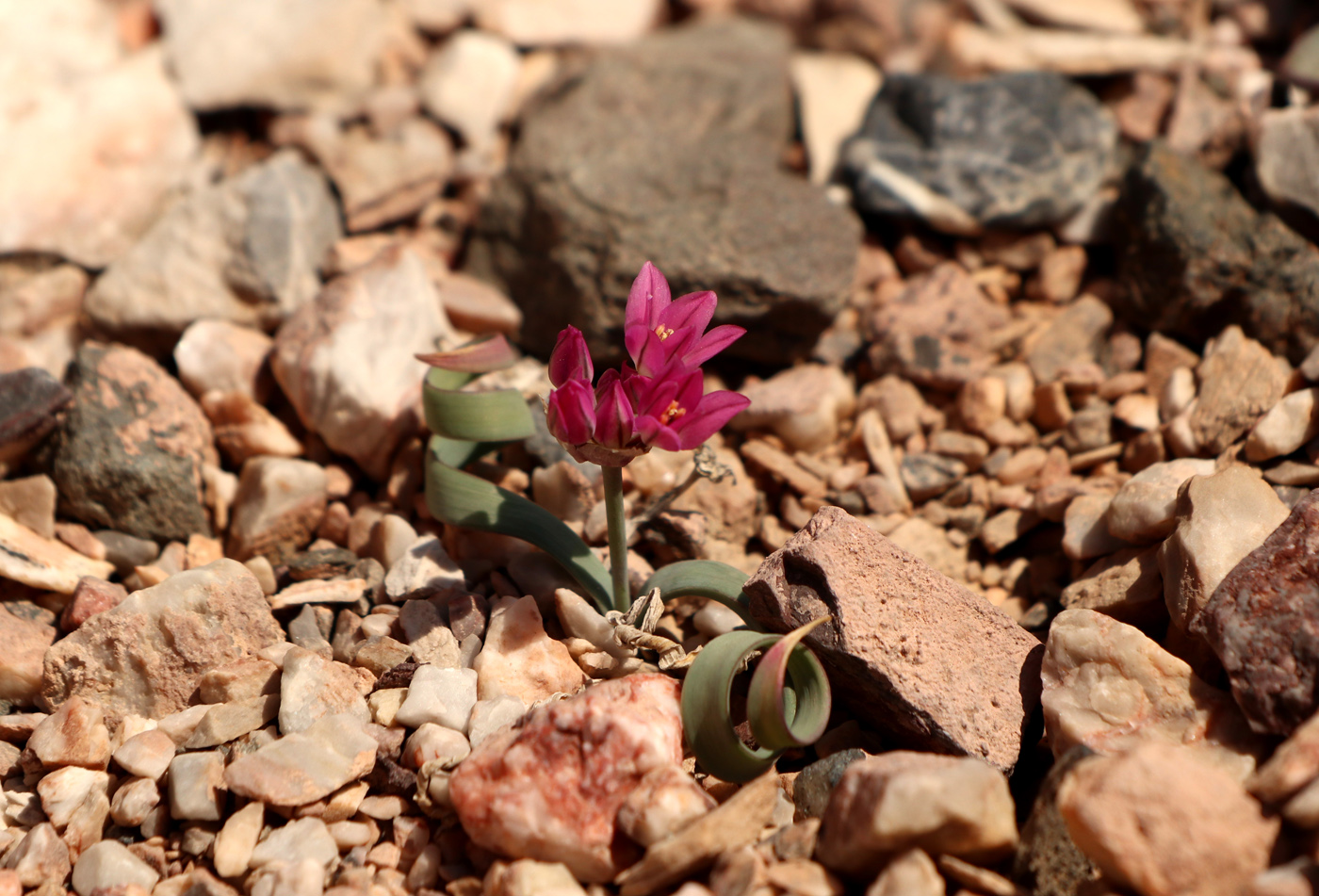 Image of Allium oreophilum specimen.