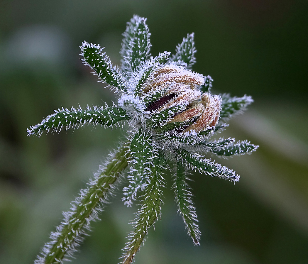 Image of Rudbeckia hirta specimen.