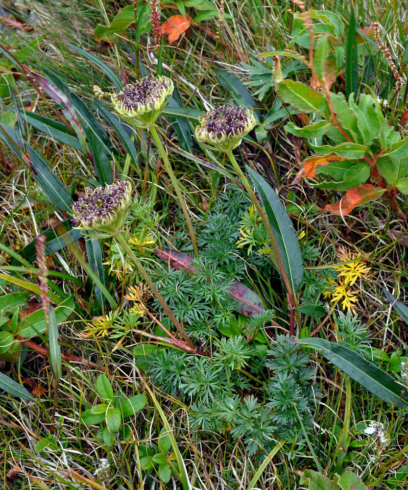 Изображение особи Pachypleurum alpinum.