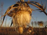 Cirsium vulgare