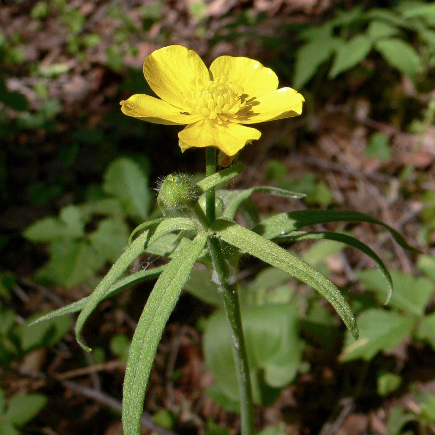 Изображение особи Ranunculus subborealis.