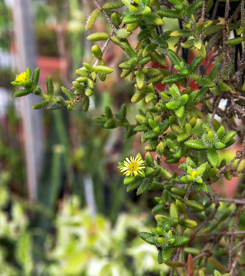 Image of Delosperma echinatum specimen.