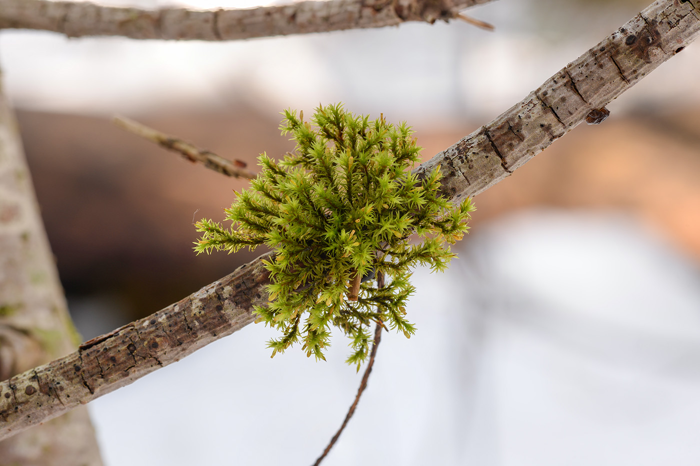 Изображение особи Lewinskya speciosa.