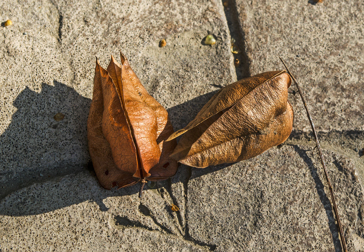 Image of Koelreuteria paniculata specimen.