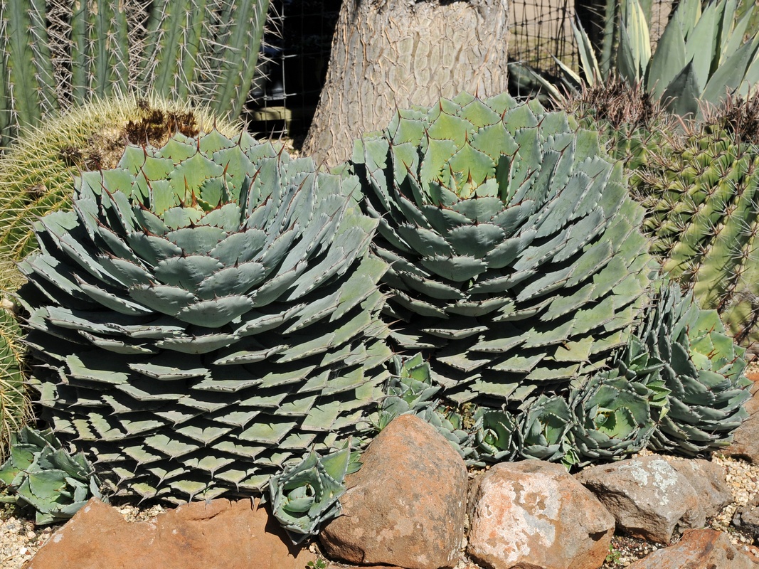 Изображение особи Agave potatorum.