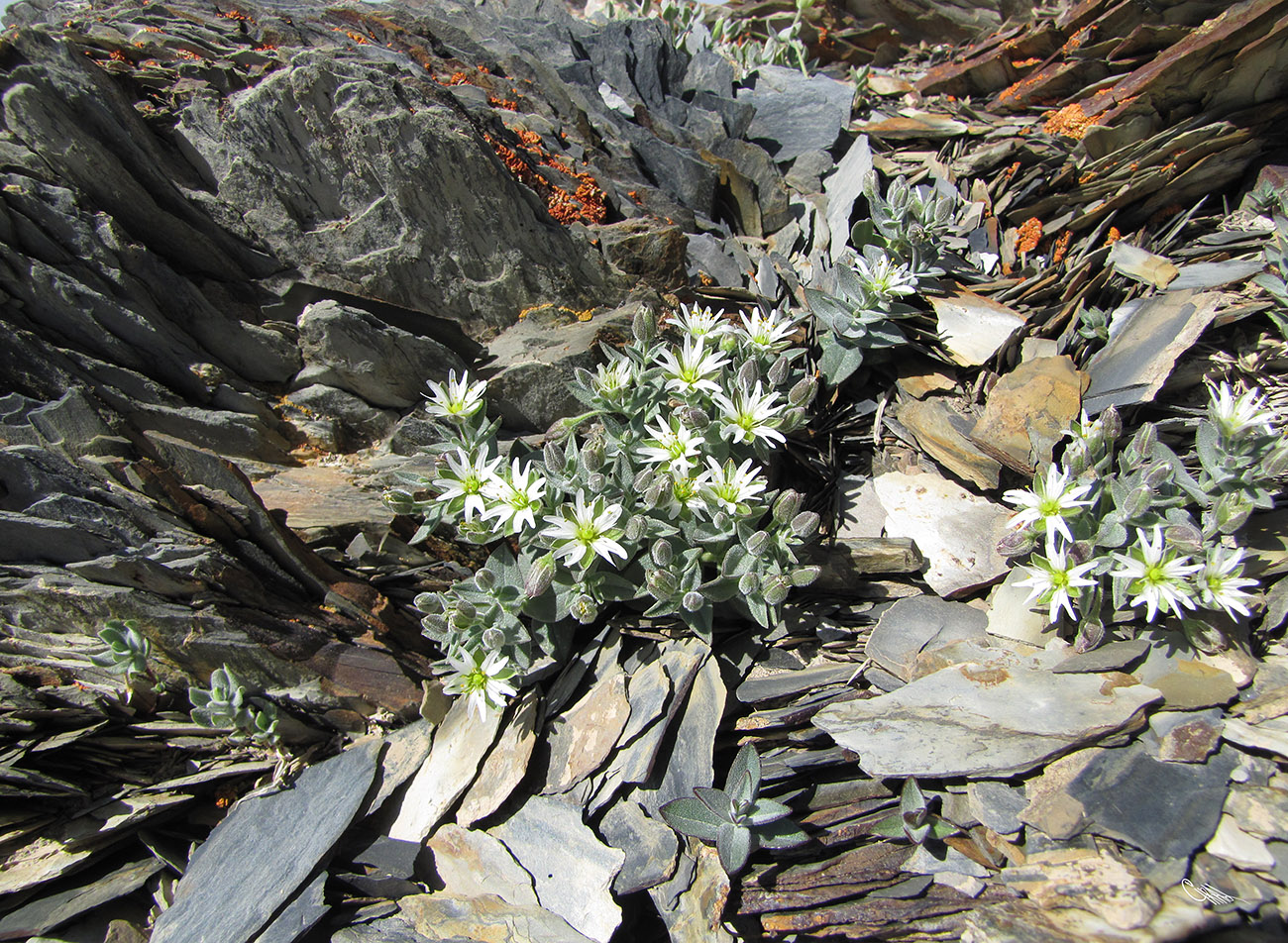 Изображение особи Stellaria turkestanica.