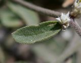 Alternanthera halimifolia