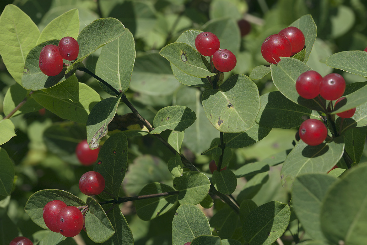 Изображение особи Lonicera chamissoi.