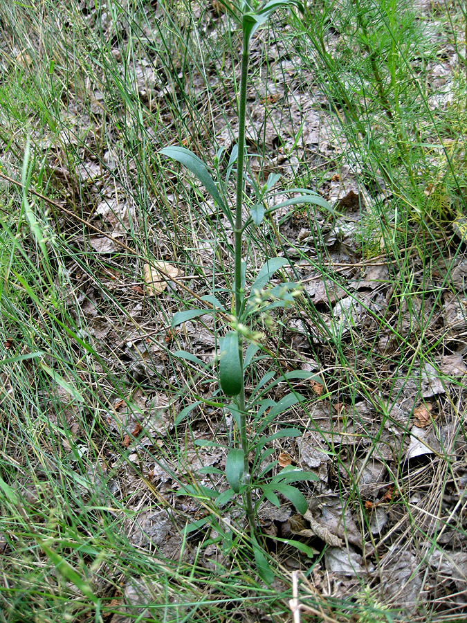 Image of Silene eugeniae specimen.