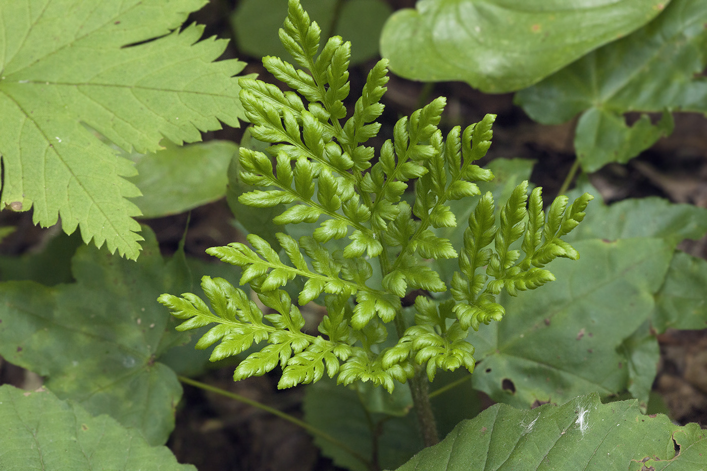 Изображение особи Botrychium robustum.