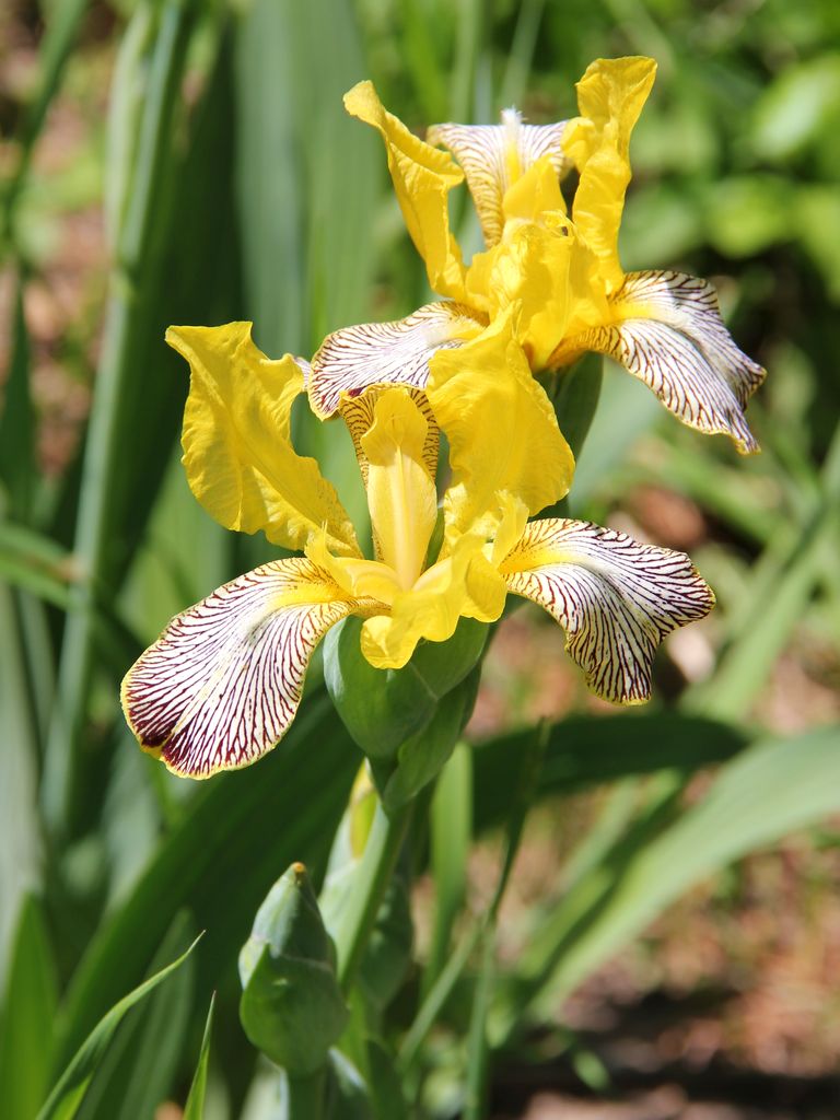 Image of Iris variegata specimen.