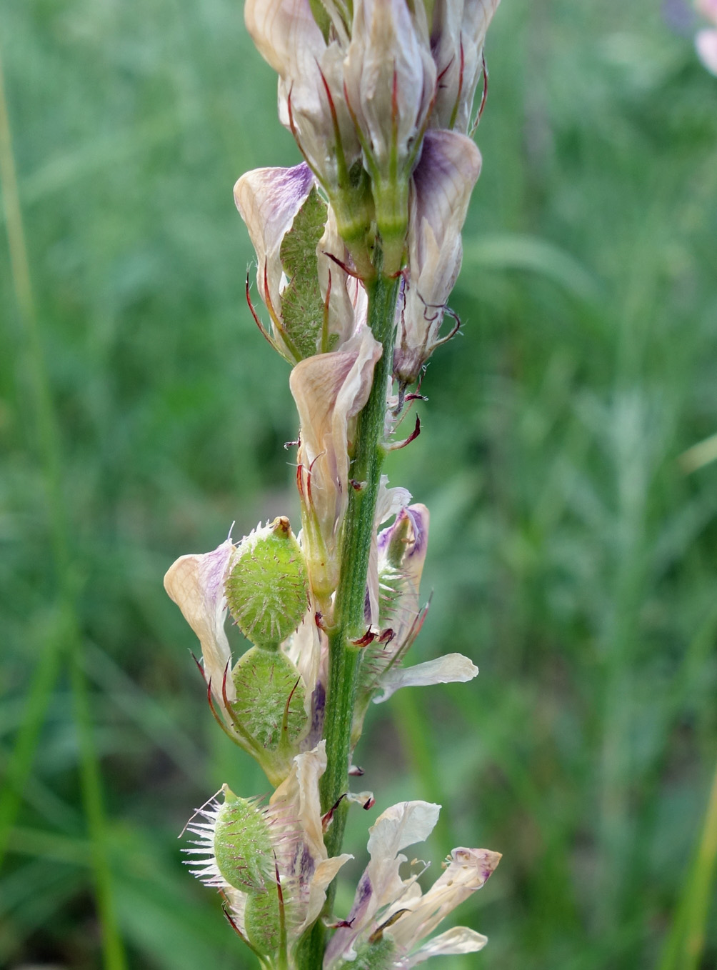 Image of Hedysarum songoricum specimen.