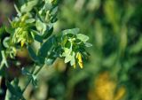 Cerinthe minor. Верхушка побега с соцветием. Воронежская обл., Лискинский р-н, гора Шатрище, каменистый участок склона. 02.06.2019.