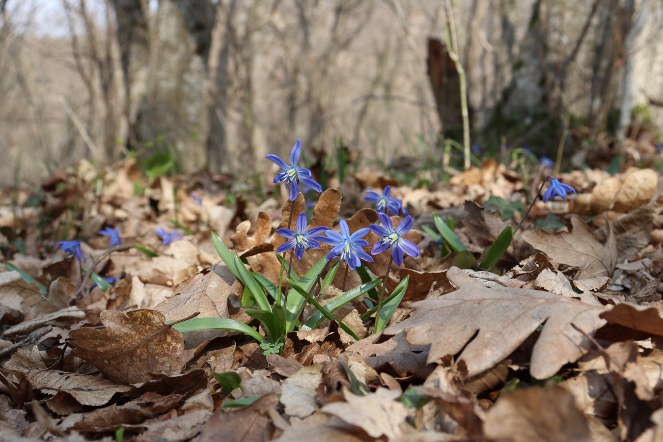 Изображение особи Scilla siberica.