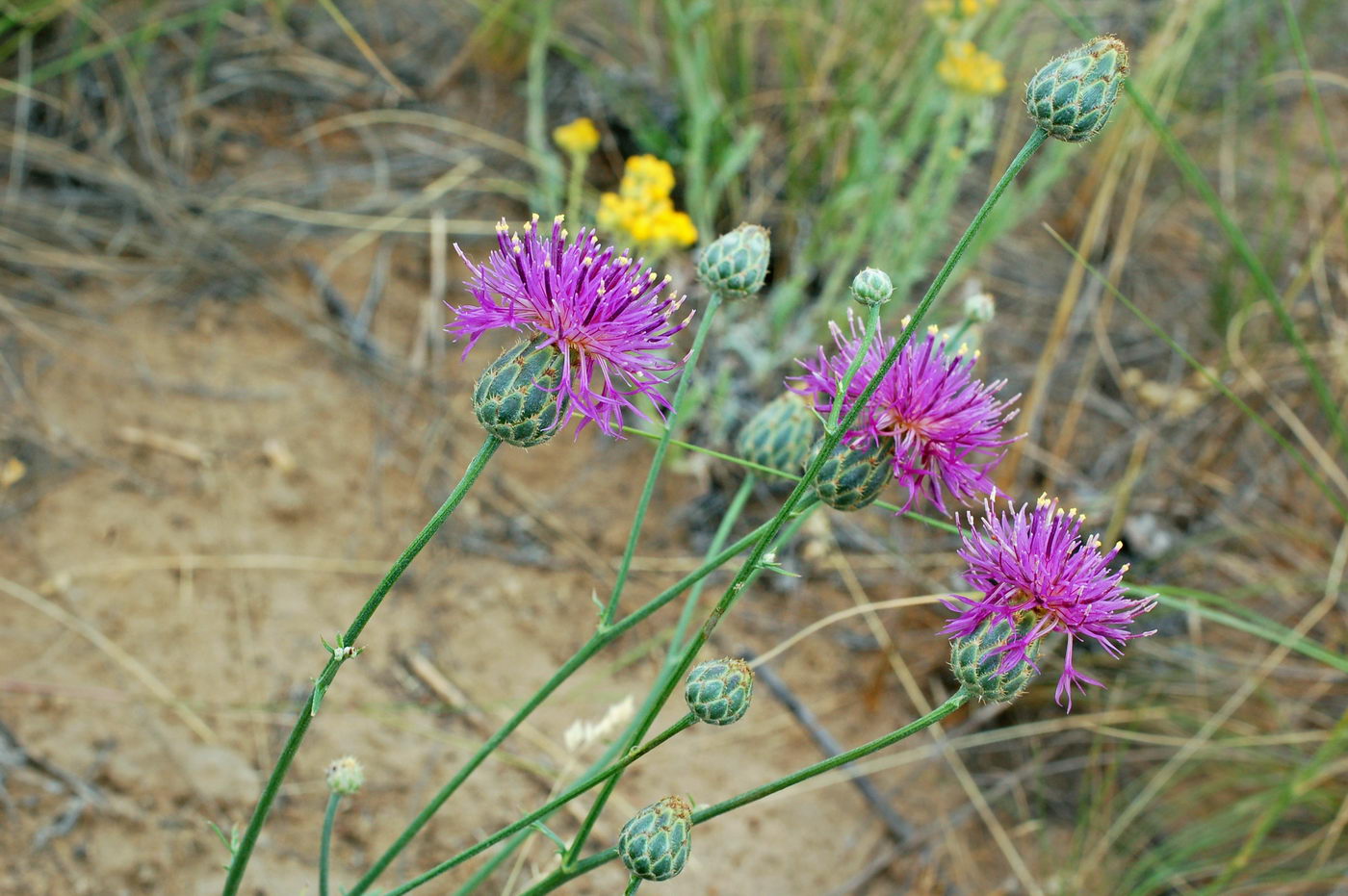 Image of Centaurea adpressa specimen.