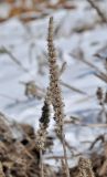 Nepeta nervosa