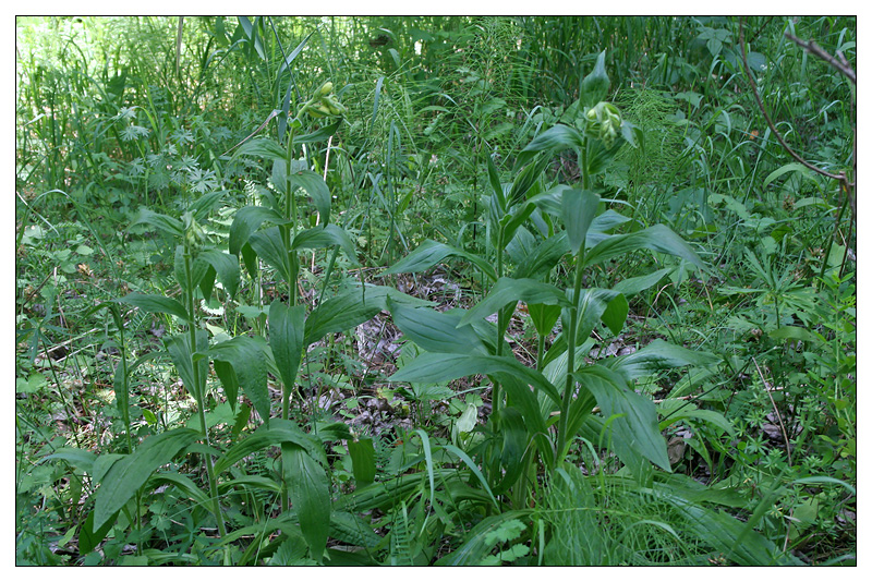 Image of Digitalis grandiflora specimen.