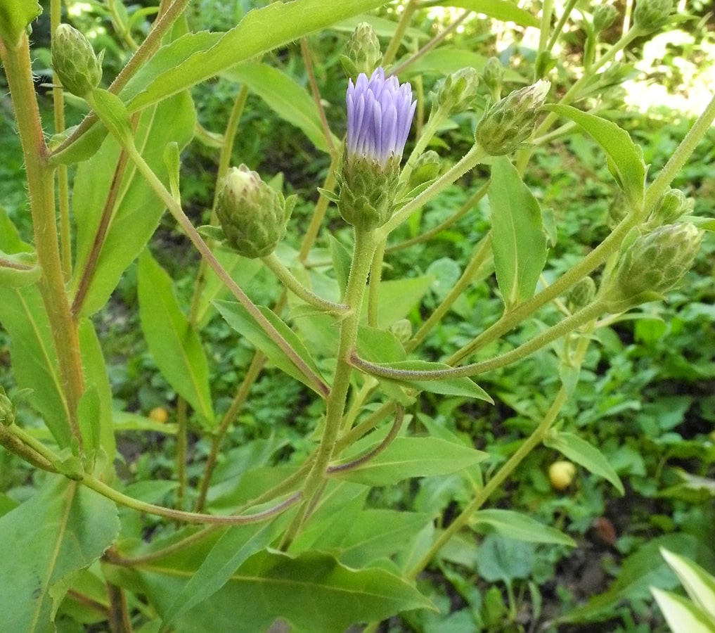 Изображение особи Eurybia × herveyi.