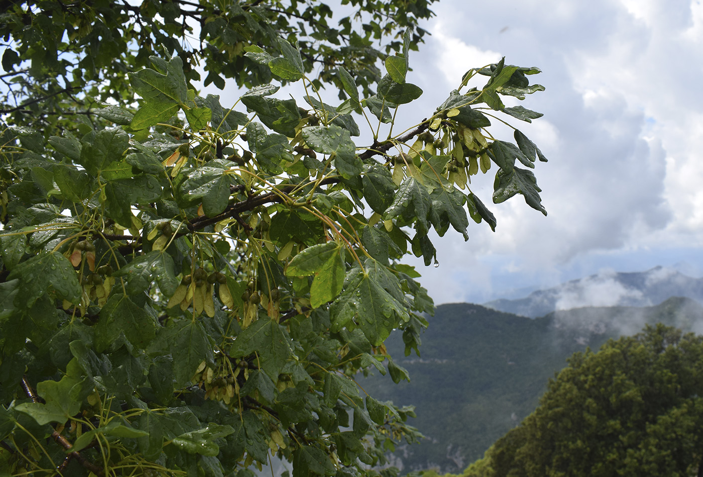 Image of Acer monspessulanum specimen.