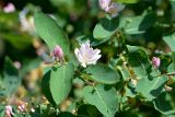 Lonicera tatarica. Цветки, бутоны и листья. Санкт-Петербург, Кировский р-н, окр. ст. м. «Автово», в культуре. 08.06.2020.