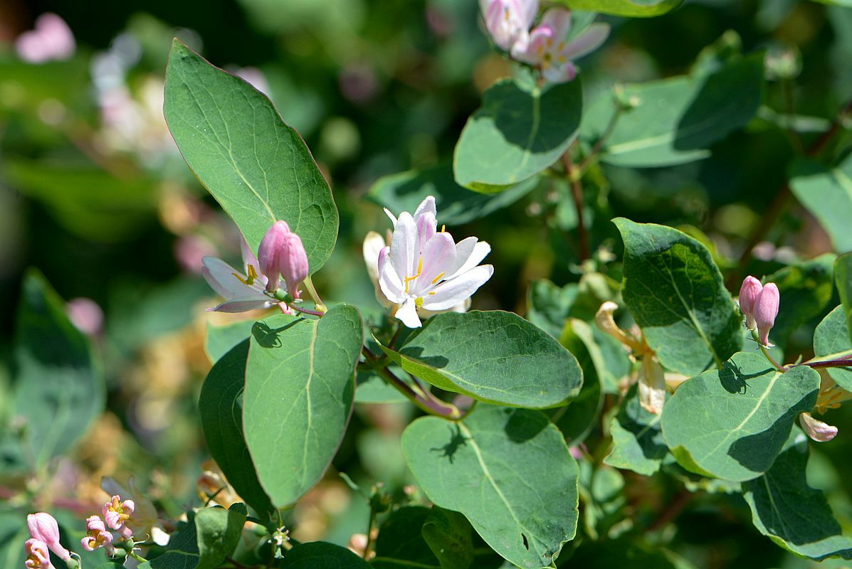 Image of Lonicera tatarica specimen.