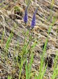 Veronica spicata