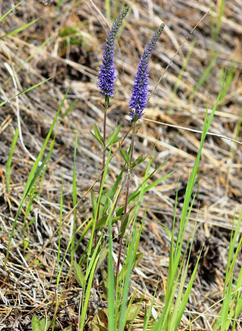 Image of Veronica spicata specimen.