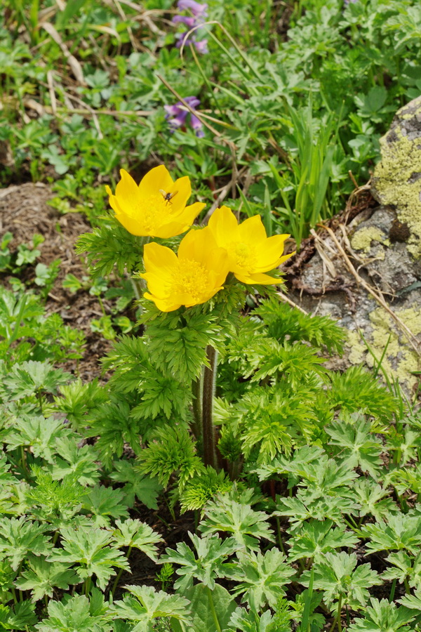 Image of Pulsatilla aurea specimen.