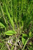 Crepis praemorsa