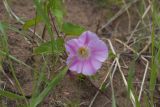 Calystegia spectabilis