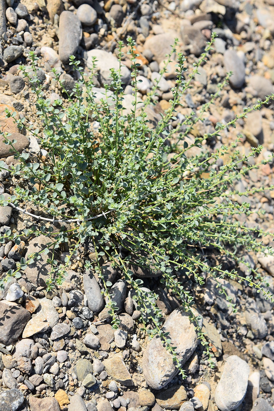 Image of Andrachne rotundifolia specimen.