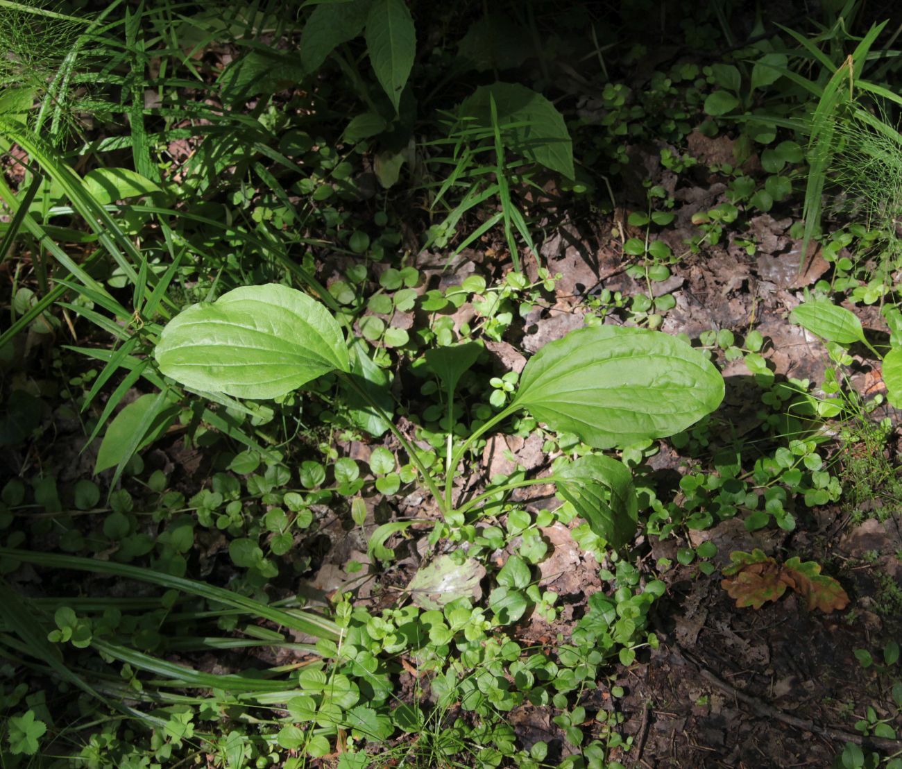 Image of Plantago major specimen.