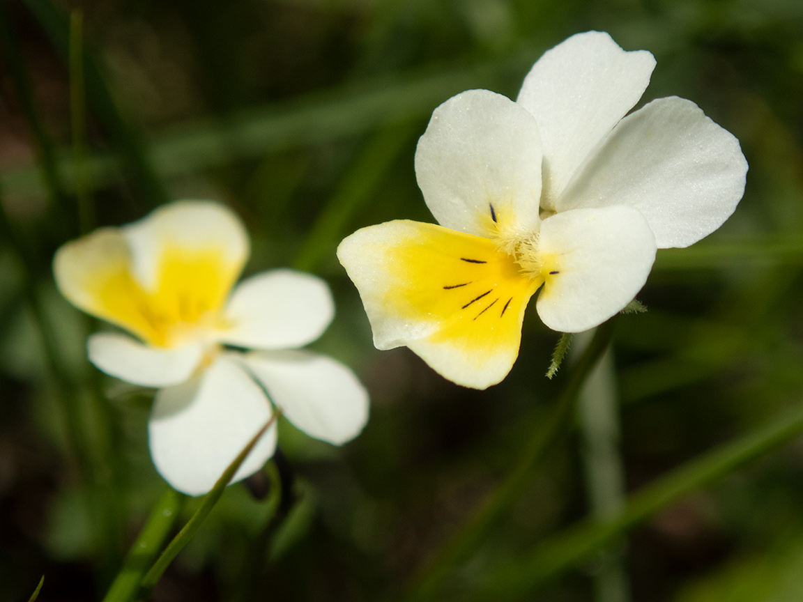 Image of Viola arvensis specimen.