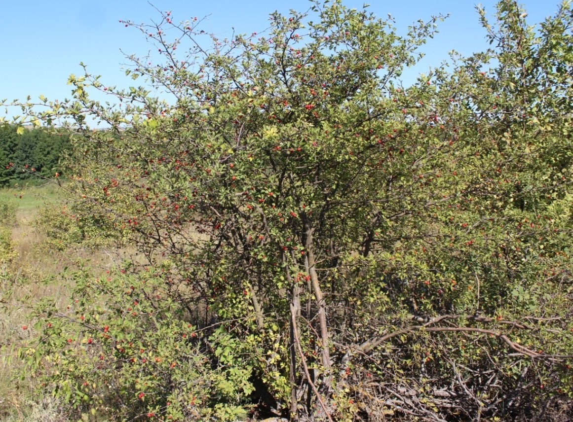 Image of Crataegus rhipidophylla specimen.