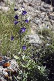 Delphinium poltaratzkii. Цветущее растение. Южный Казахстан, Таласский Алатау, ущелье Коксай; высота 2600 м н.у.м. 20.07.2010.