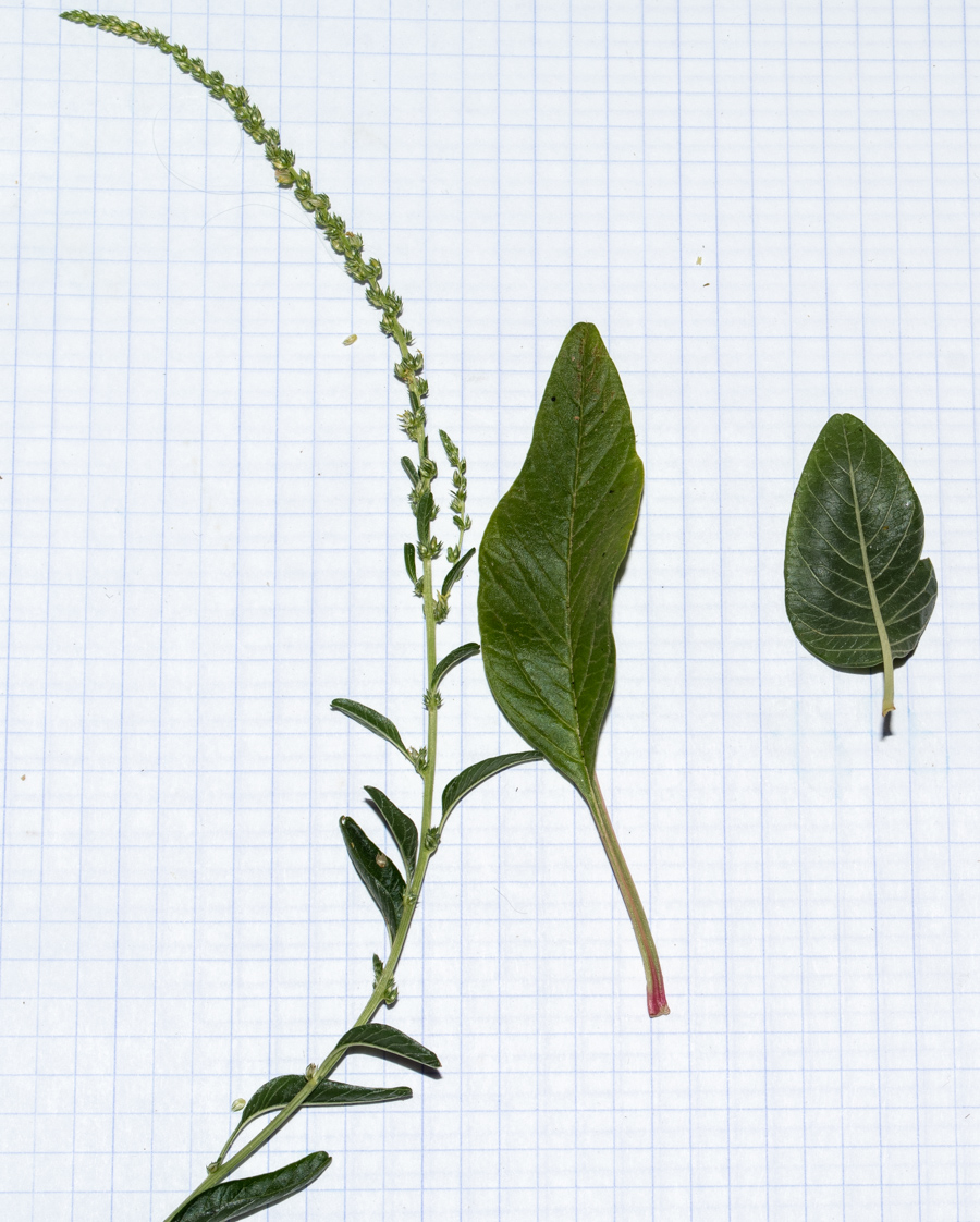 Image of Amaranthus tuberculatus specimen.