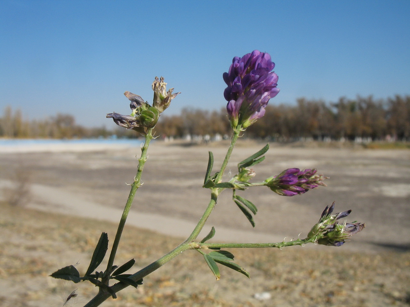 Image of Medicago sativa specimen.