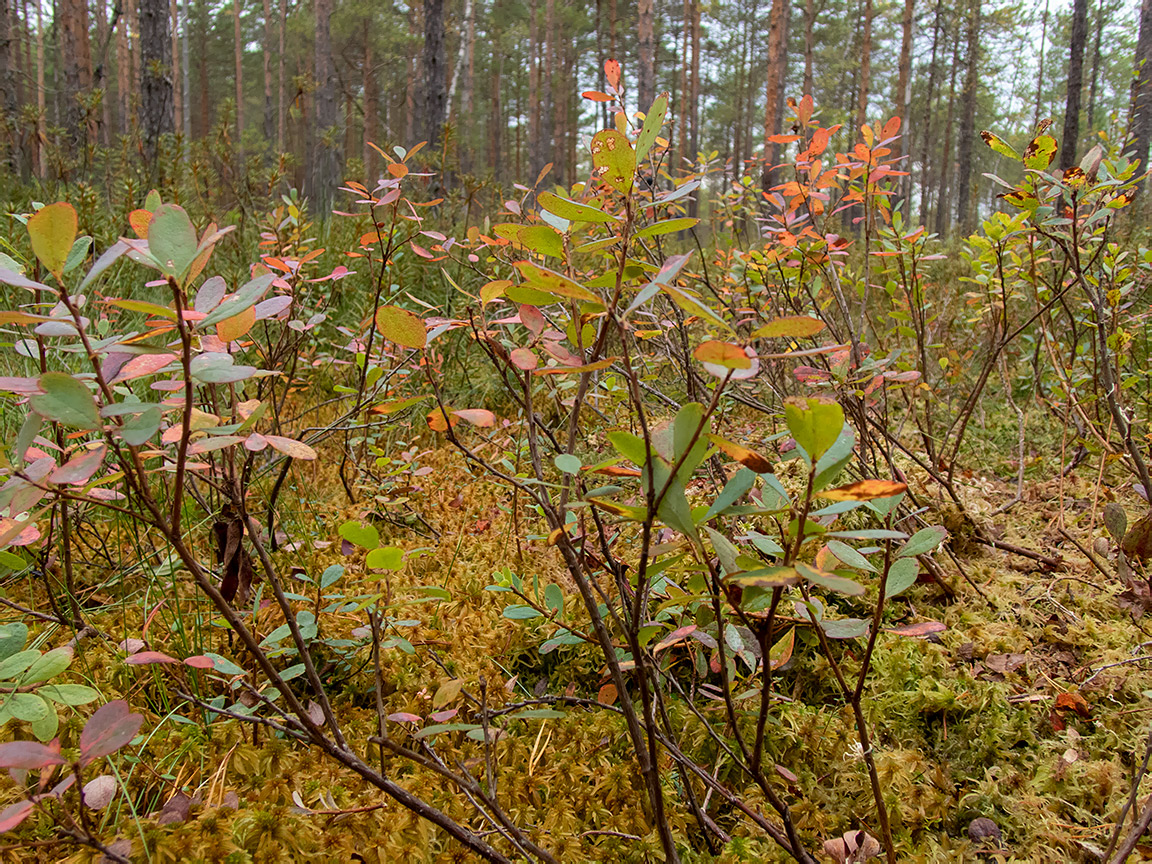 Image of Vaccinium uliginosum specimen.