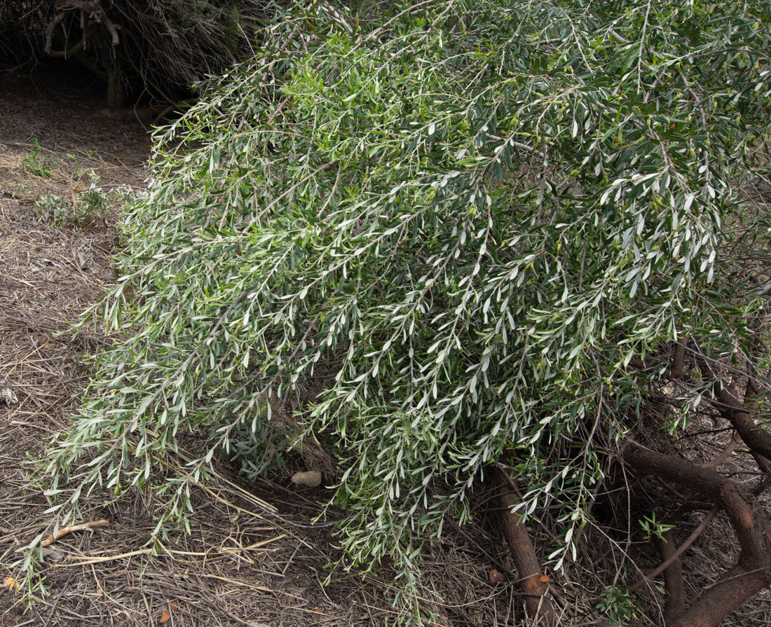 Image of Grevillea olivacea specimen.
