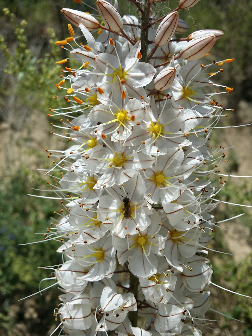 Изображение особи Eremurus robustus.