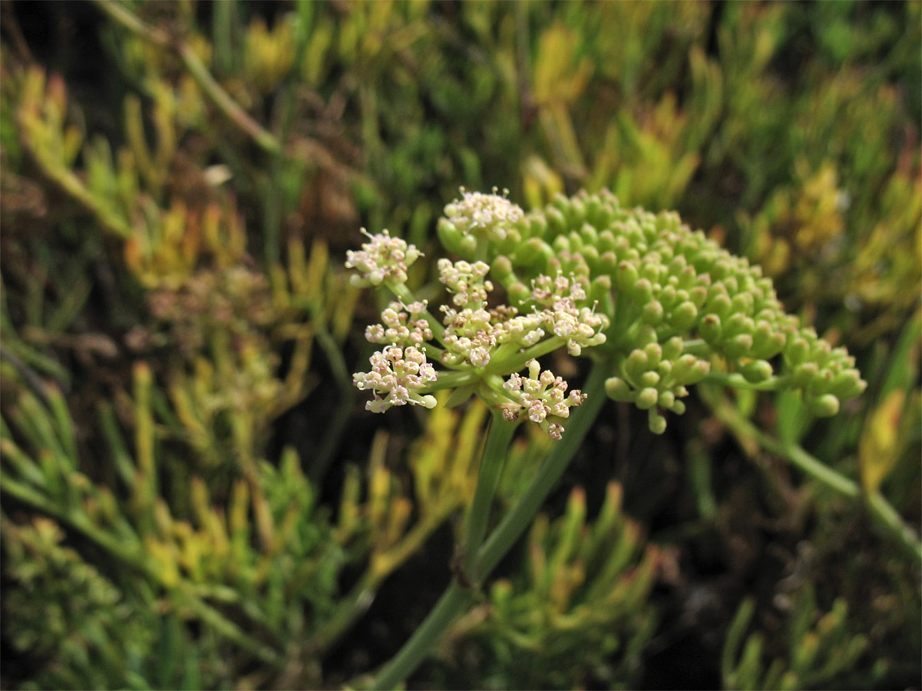 Image of Crithmum maritimum specimen.