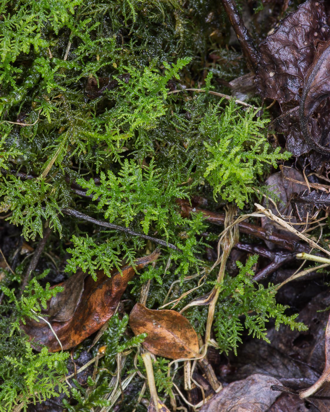 Image of genus Thuidium specimen.